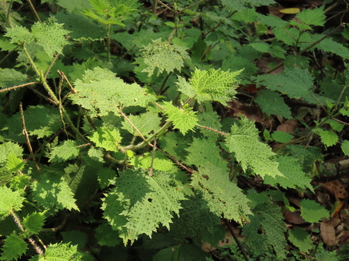 Image of Urtica thunbergiana by (c) chiuluan, some rights reserved (CC BY)