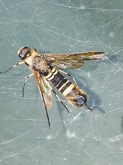 Eriotremex formosanus