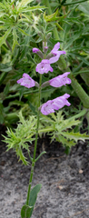 Physostegia intermedia