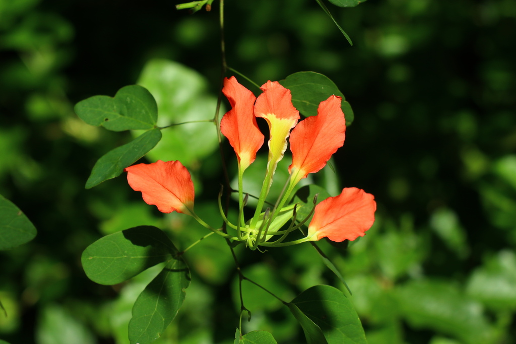 Bauhinia grevei