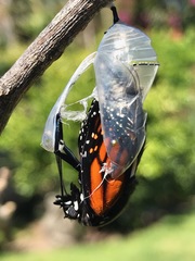 Danaus plexippus