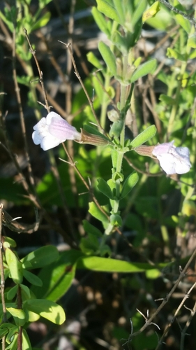 Image of Clinopodium dentatum by (c) Jay Horn, some rights reserved (CC BY)