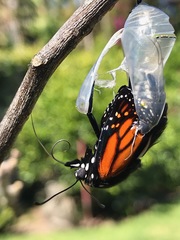 Danaus plexippus
