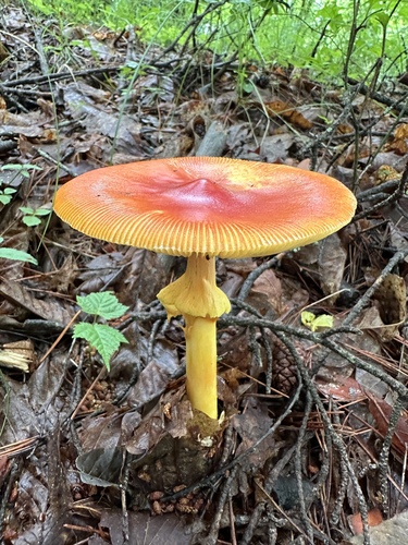 Amanita satotamagotake
