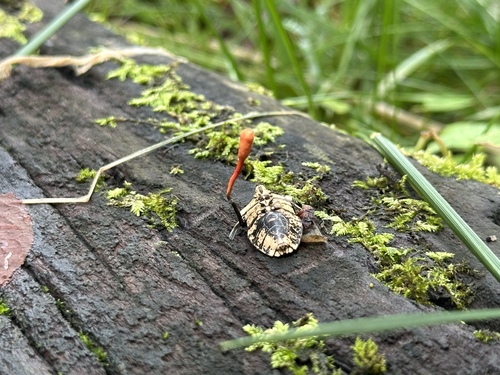 Ophiocordyceps nutans