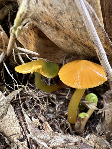 Gliophorus psittacinus