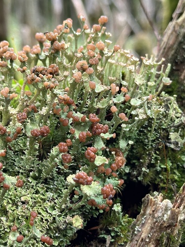 Cladonia gracilis