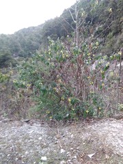 Piptanthus nepalensis