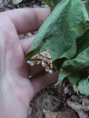 Plagodis phlogosaria