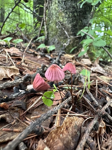 Marasmius pulcherripes