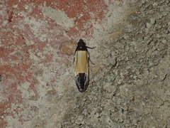 Anacampsis coverdalella