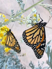 Danaus plexippus