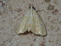 Glaphyria glaphyralis
