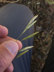 Bromus laevipes