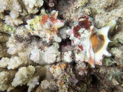 Rapaninae