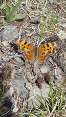 Polygonia faunus