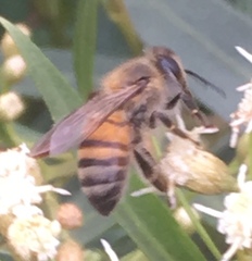 Apis mellifera