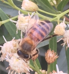 Apis mellifera