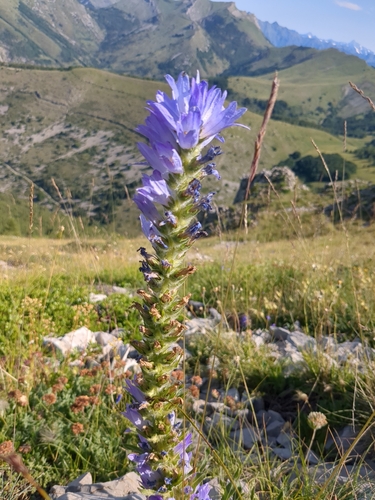 Image of Campanula spicata by (c) bigayon, some rights reserved (CC BY)
