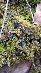 Peltigera elisabethae