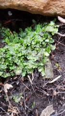 Pellia neesiana