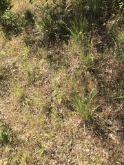 Bromus laevipes