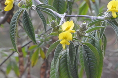 Piptanthus nepalensis