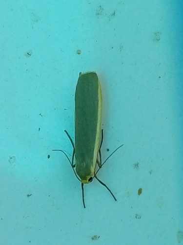 Common Footman, Tilehurst, Reading, UK, photo 10 of 10