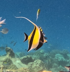 Moorish idol