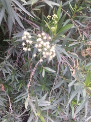 Baccharis salicifolia