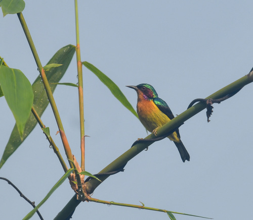 Ruby-cheeked Sunbird (Chalcoparia singalensis), photo 7