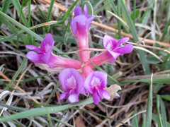 Astragalus shortianus