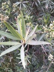 Baccharis salicifolia