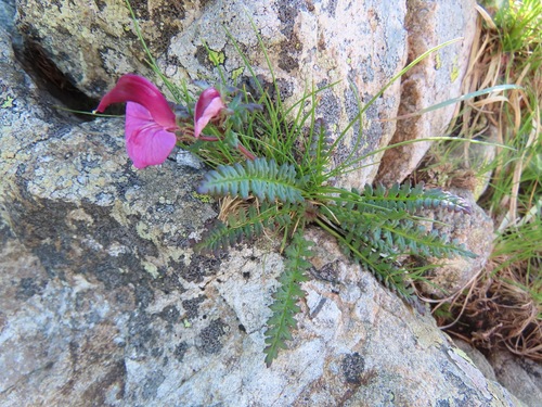 Image of Pedicularis kerneri by (c) Marco Mussita, some rights reserved (CC BY)
