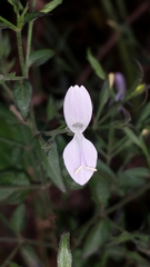 Justiciinae