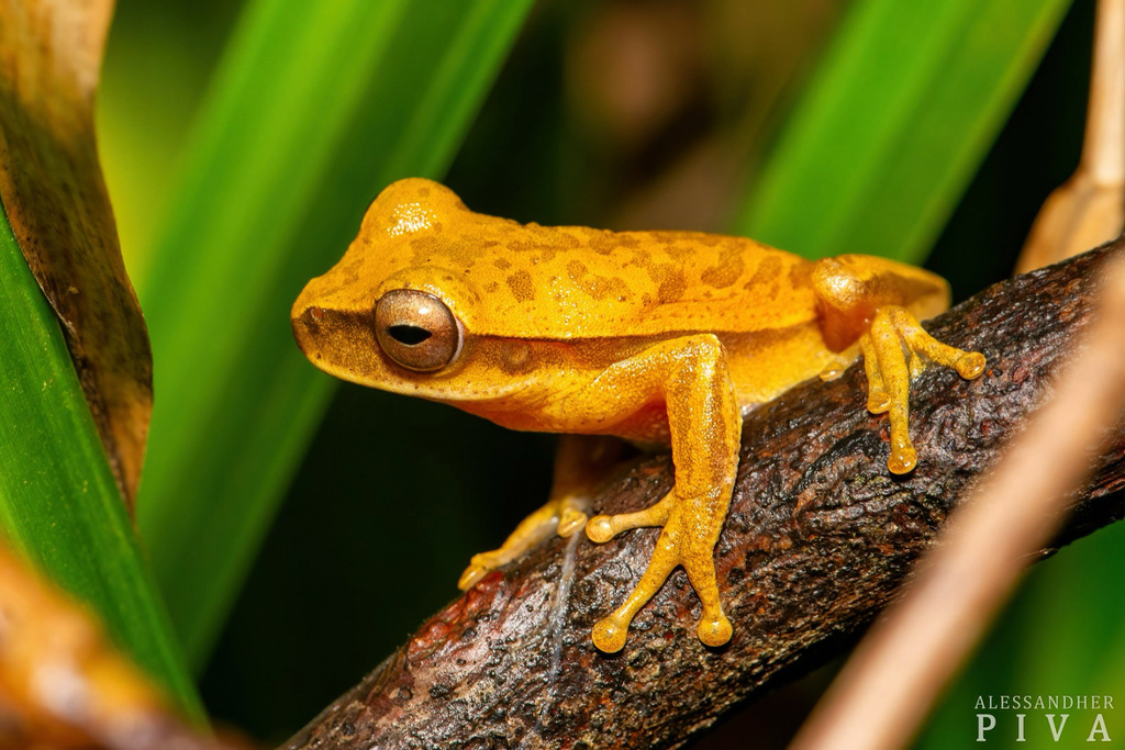 Gunther's Brazilian Treefrog