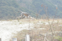 Trachypithecus pileatus