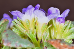 Phacelia demissa