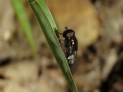 Eumerus argyrogaster