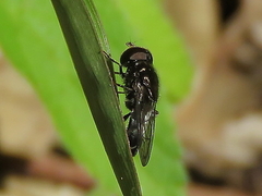 Eumerus argyrogaster