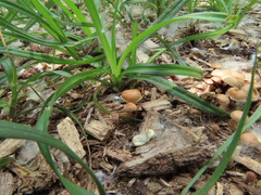 Deconica crobula