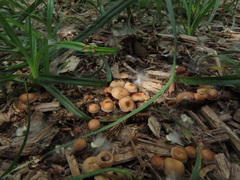 Deconica crobula