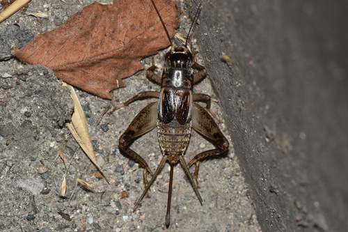 Japanese Burrowing Cricket