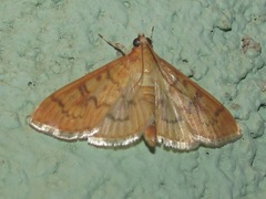Psara dryalis