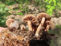 Deconica crobula