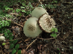 Agaricus xanthodermus