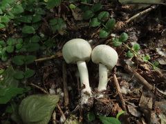 Agaricus xanthodermus