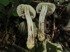 Agaricus xanthodermus