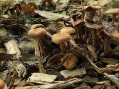 Deconica crobula