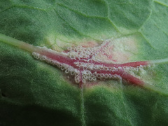 Puccinia phragmitis